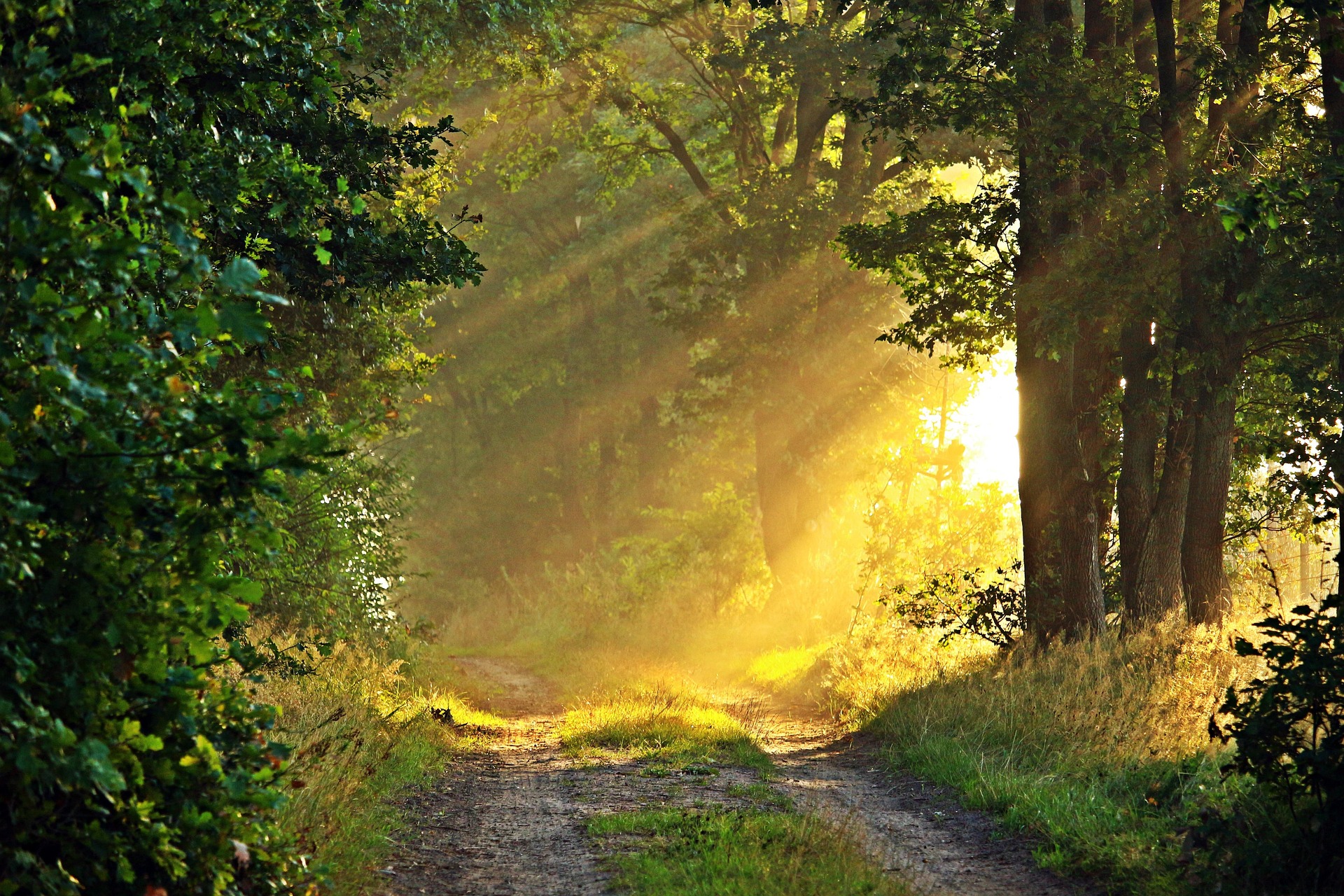 A sunlit path through trees